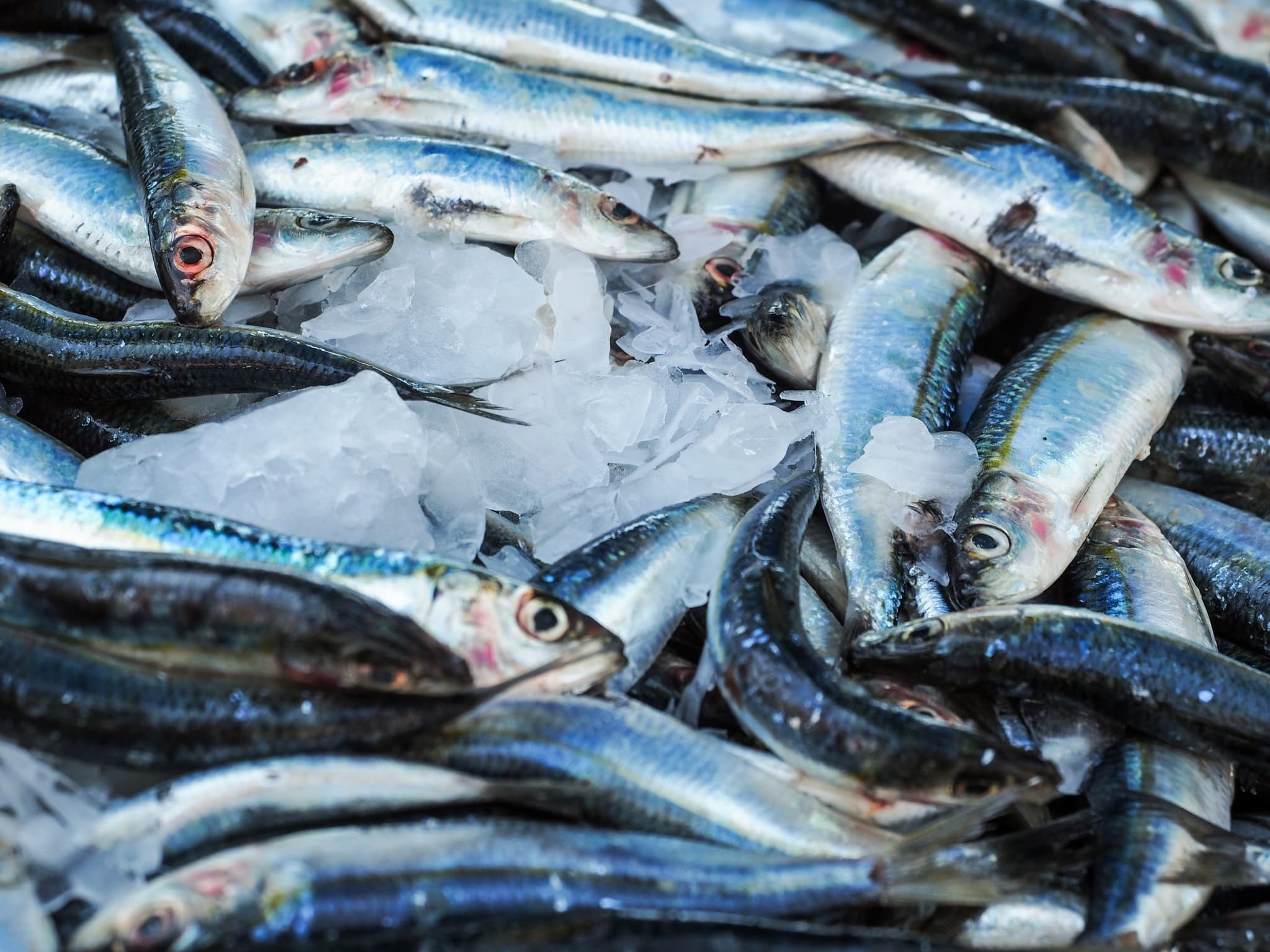 Fish Stock Monitoring