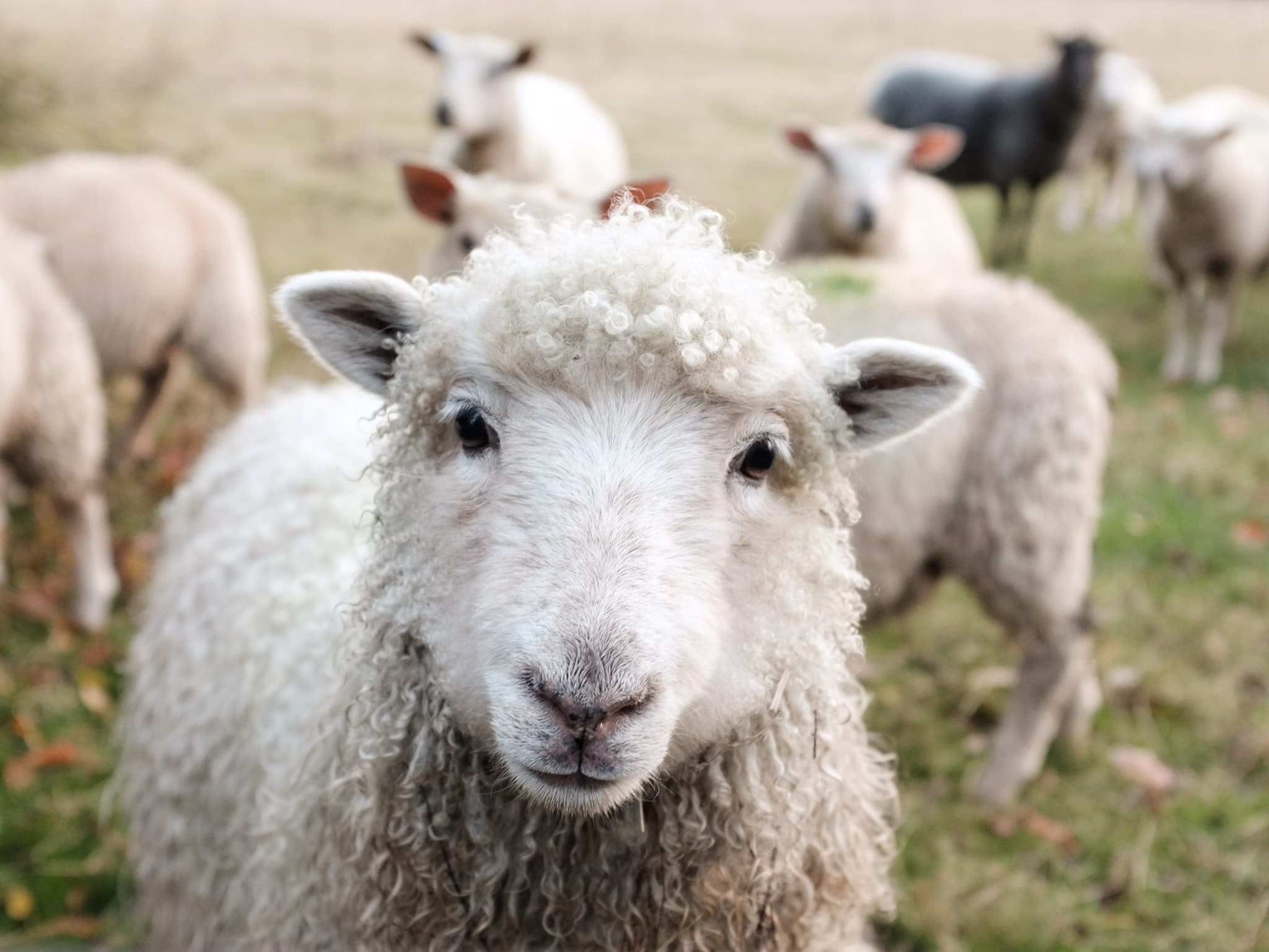 Livestock Monitoring & Analytics